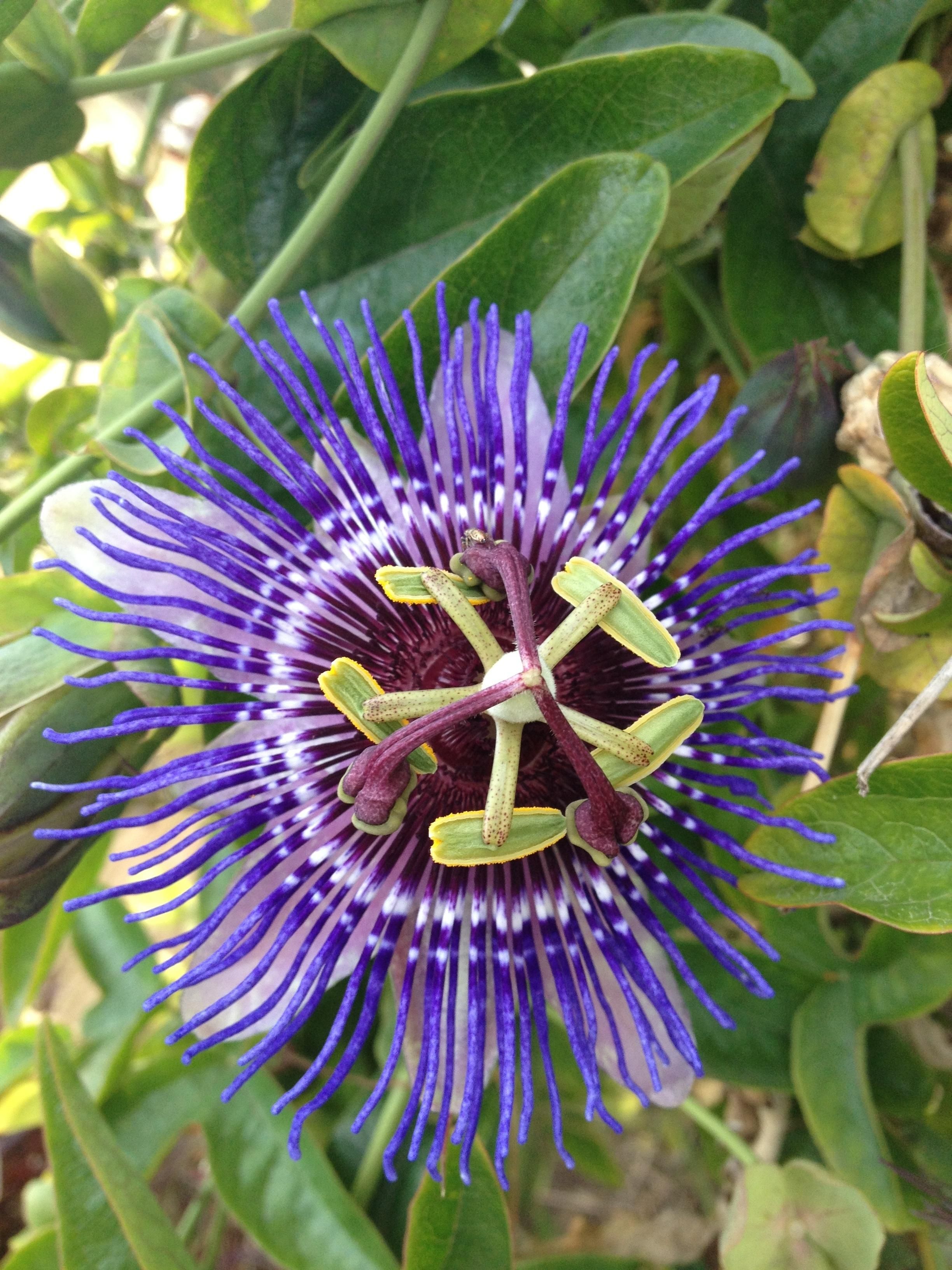 Hoogeveen Passiflora Paars 'Purple Haze' (8712815205700)