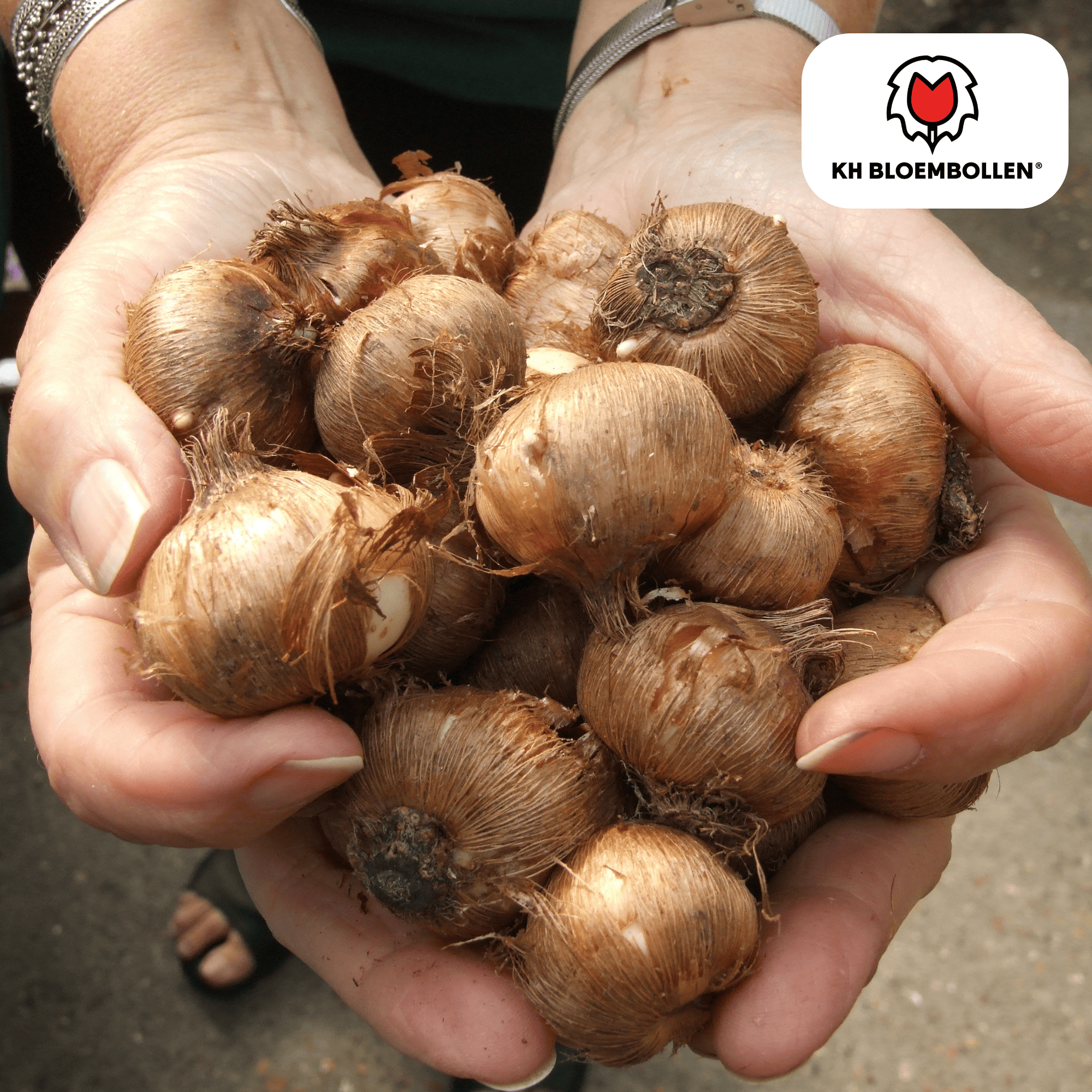 Kh bloembollen Krokusbollen paars 30 stuks (51409)