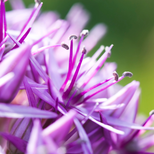 Kh bloembollen Globemaster - Allium bollen 5 stuks (08720256864585)