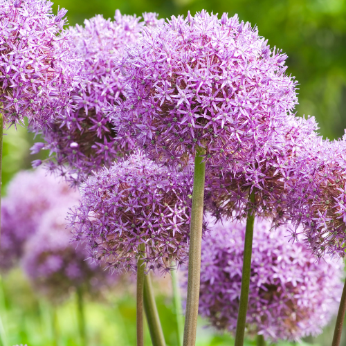 Kh bloembollen Globemaster - Allium bollen 5 stuks (08720256864585)