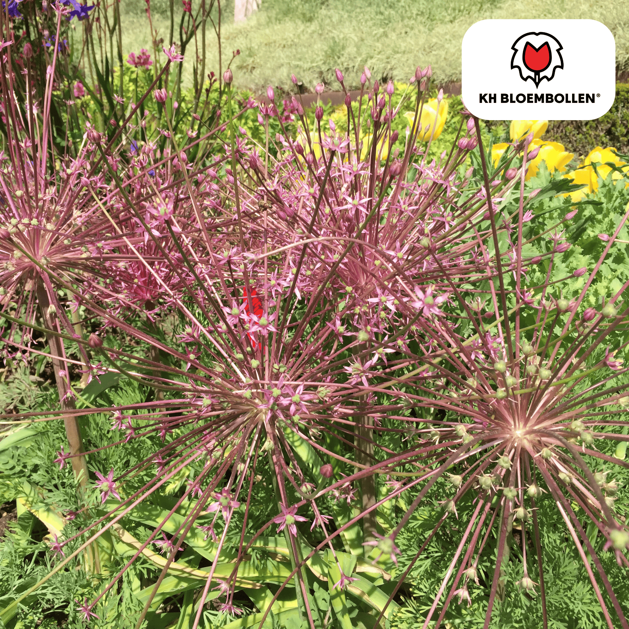 Kh bloembollen allium schubertii 5 stuks (51397)