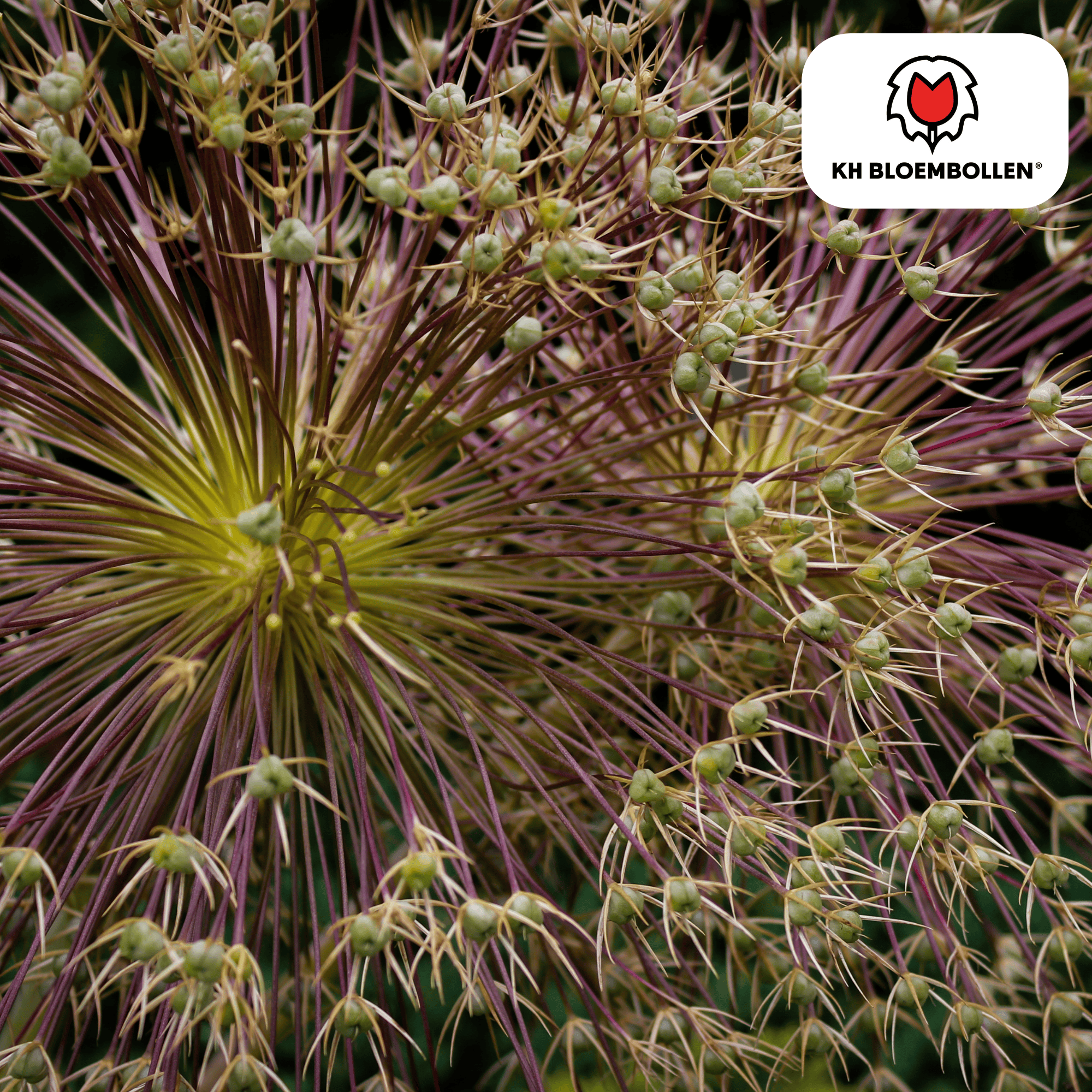 Kh bloembollen allium schubertii 5 stuks (51397)
