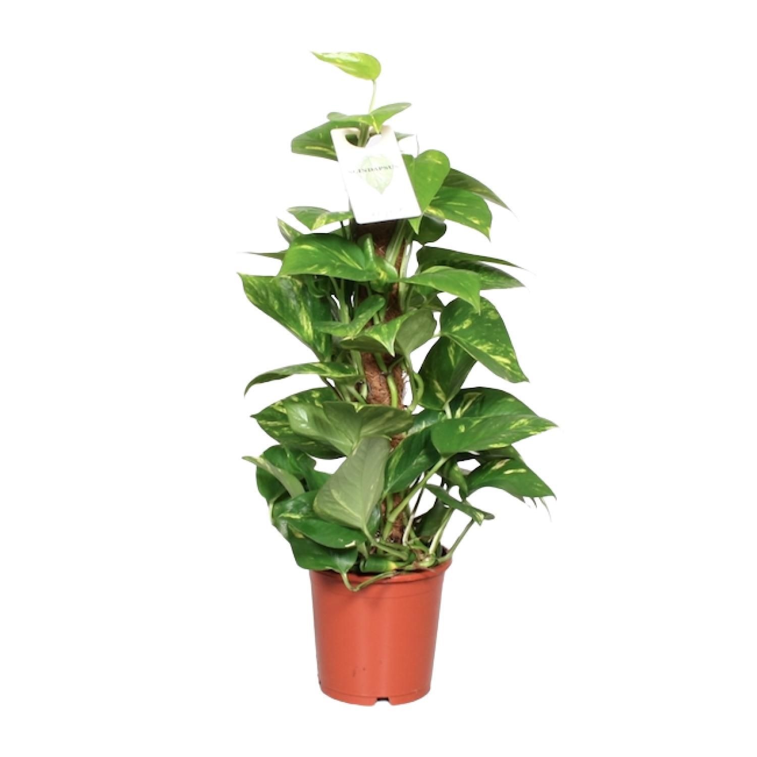 Epipremnum Pinnatum Mosstok 60cm Scindapsus (23179)