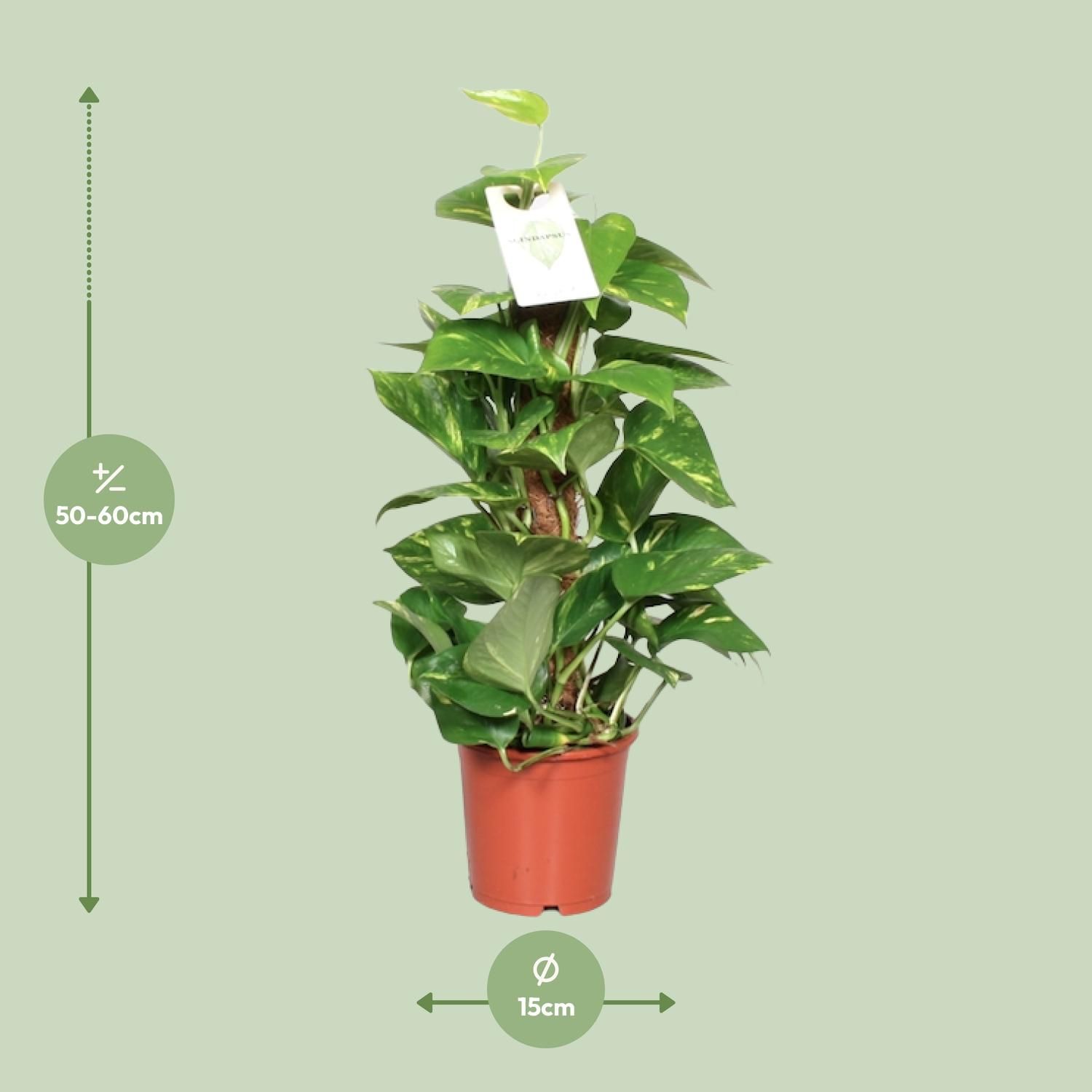 Epipremnum Pinnatum Mosstok 60cm Scindapsus (23179)