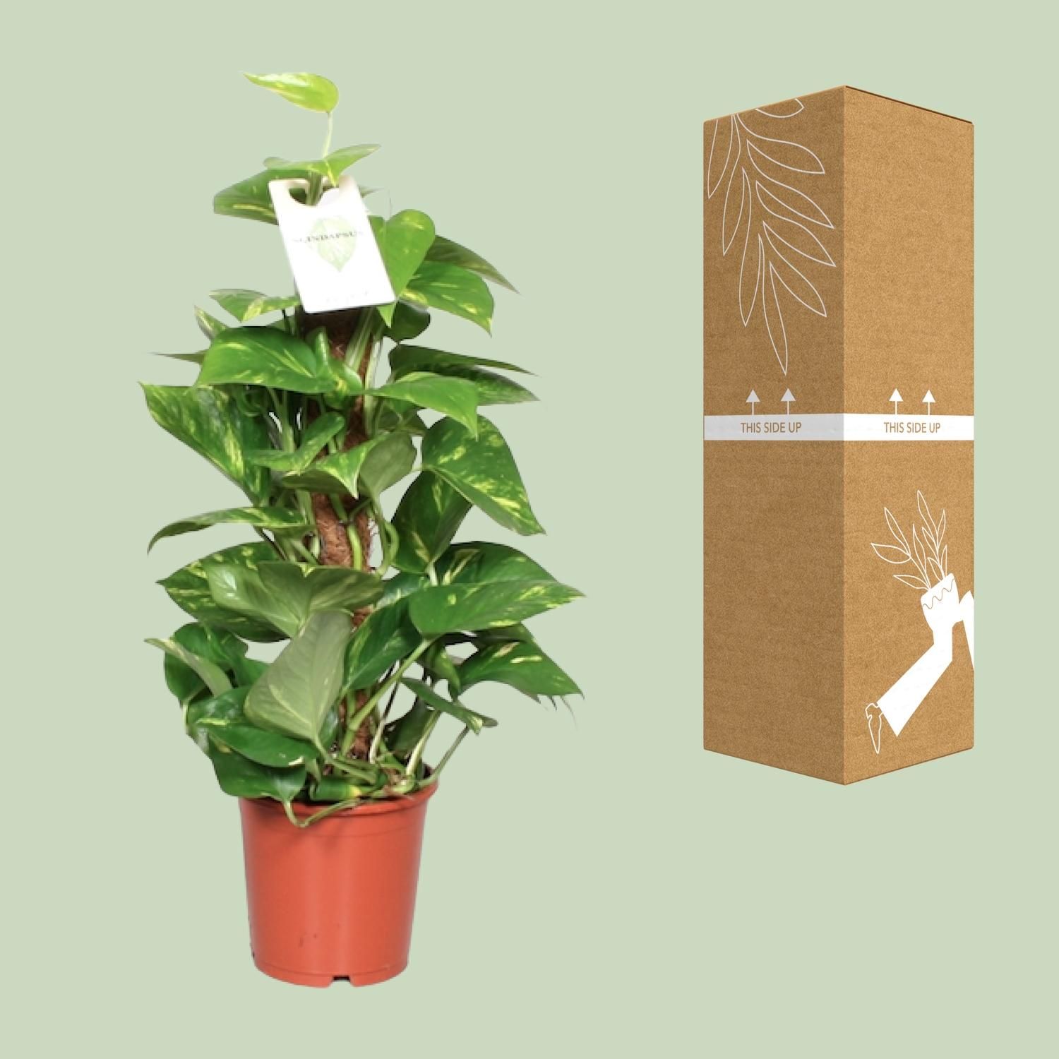 Epipremnum Pinnatum Mosstok 60cm Scindapsus (23179)