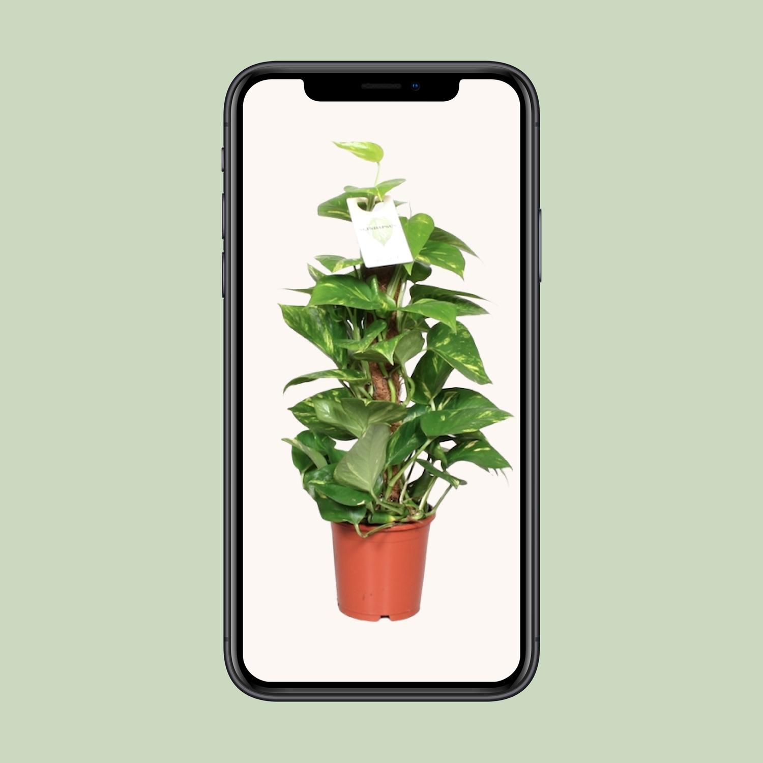 Epipremnum Pinnatum Mosstok 60cm Scindapsus (23179)