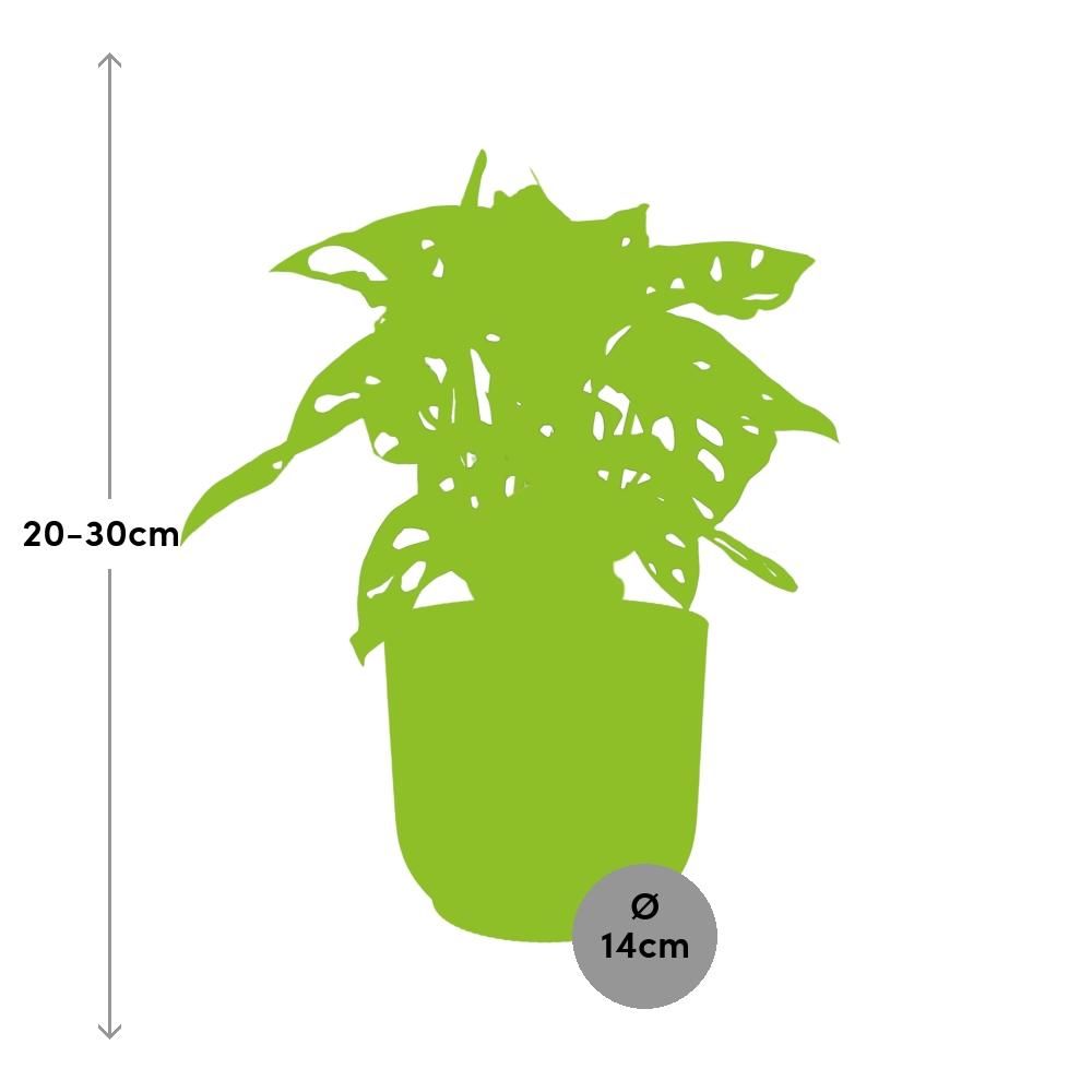 Monstera ‘Monkey Leaf’ in ELHO Vibes Fold 14cm geel (21693)