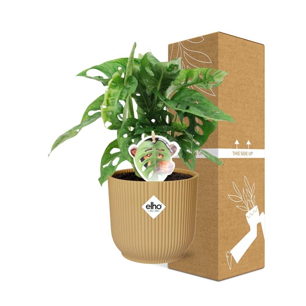 Monstera ‘Monkey Leaf’ in ELHO Vibes Fold 14cm geel (21693)