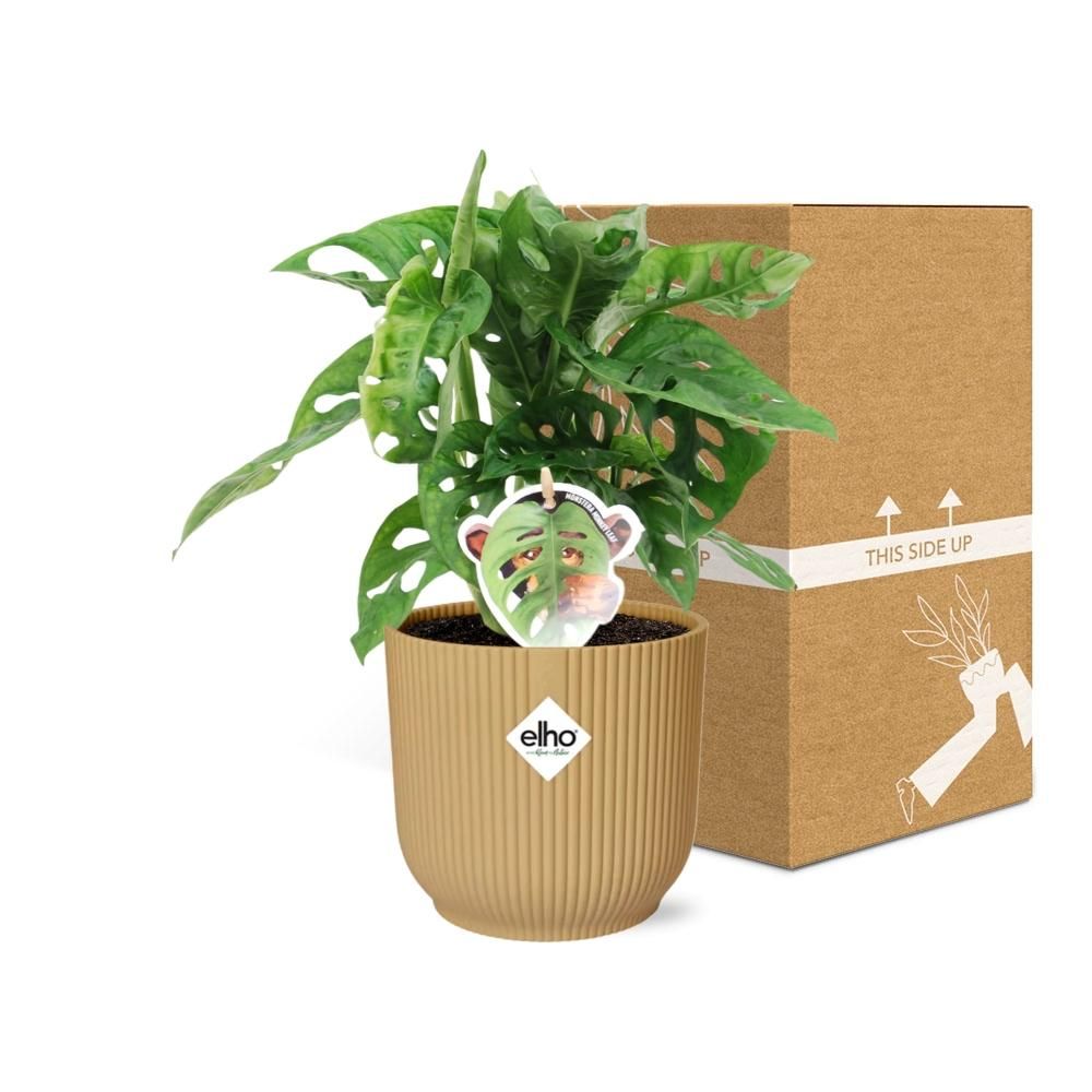 Monstera ‘Monkey Leaf’ in ELHO Vibes Fold 14cm geel (21693)