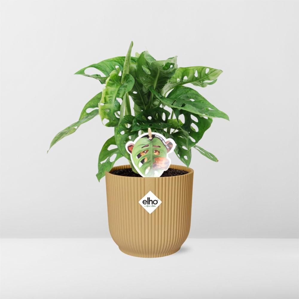Monstera ‘Monkey Leaf’ in ELHO Vibes Fold 14cm geel (21693)