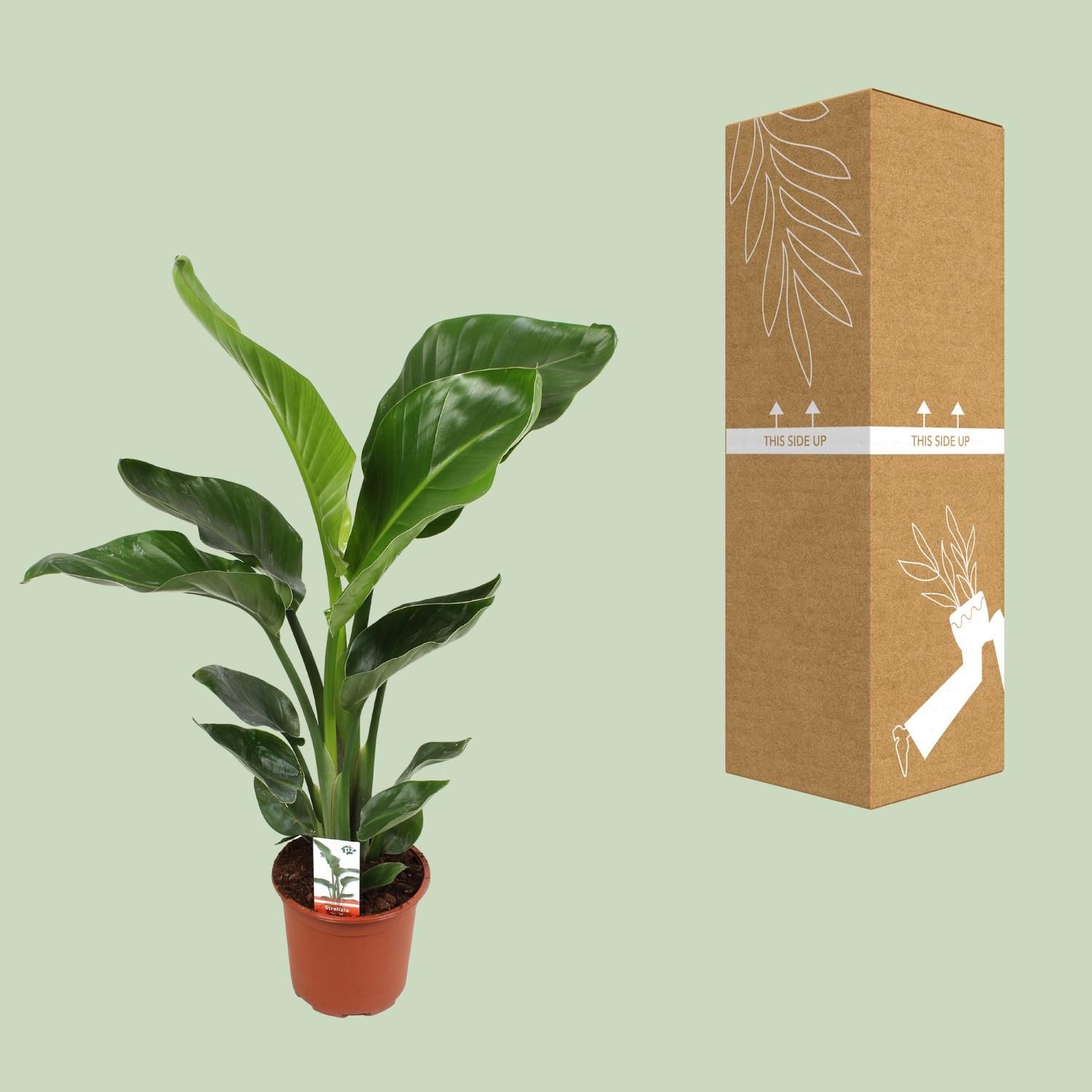 Strelitzia Nicolai 17 Cm (23191)