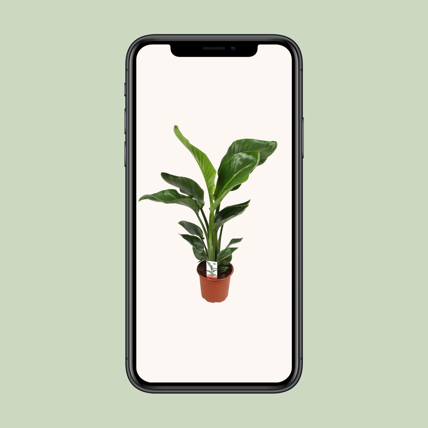 Strelitzia Nicolai 17 Cm (23191)