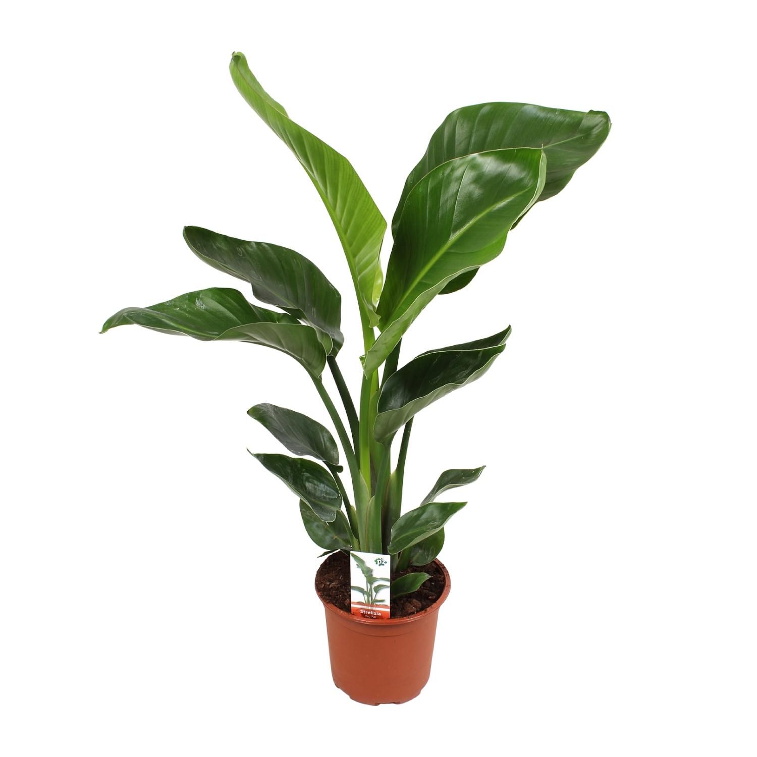 Strelitzia Nicolai 17 Cm (23191)