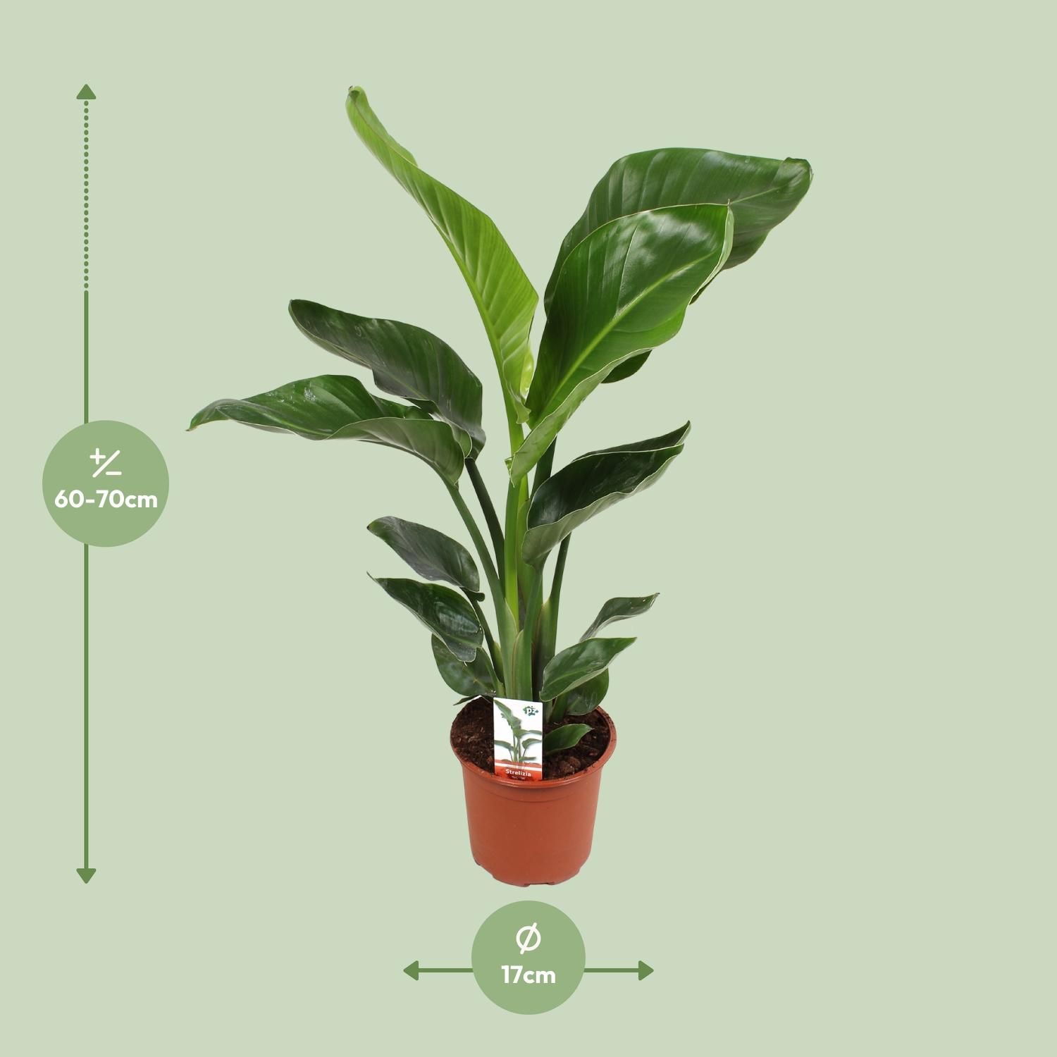 Strelitzia Nicolai 17 Cm (23191)
