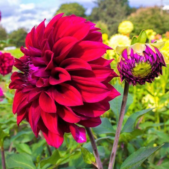 Flowerbulbs amsterdam Mix Romantic Beauties, 6 Dahlia Playa Blanca & 6 Dahlia Heatwave knollen voor 2 m² (8720938490774)