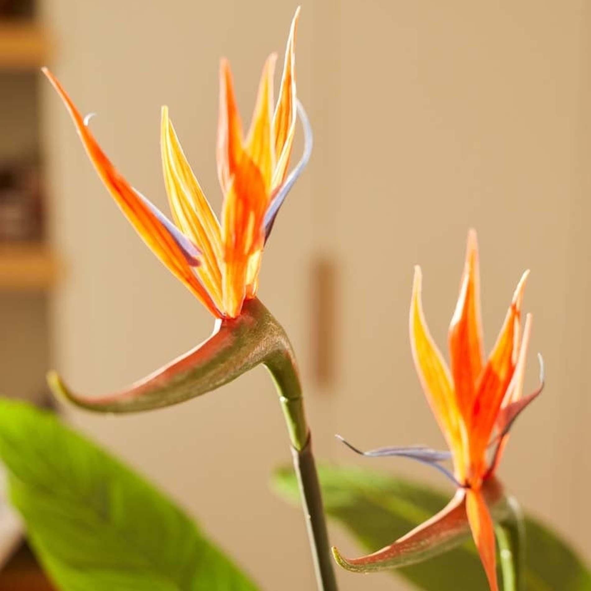 Strelitzia met bloemen - 120cm - In zwarte pot - Kunstplant (8714344308426)
