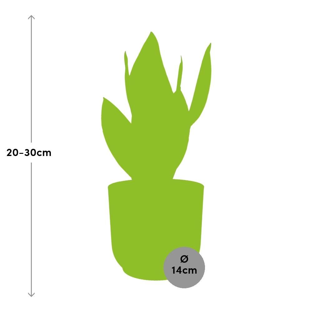 Sansevieria Futura Superba in ELHO Vibes Fold 14cm geel (21792)