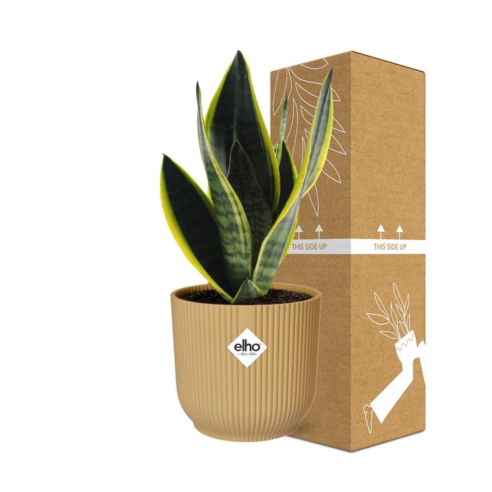 Sansevieria Futura Superba in ELHO Vibes Fold 14cm geel (21792)