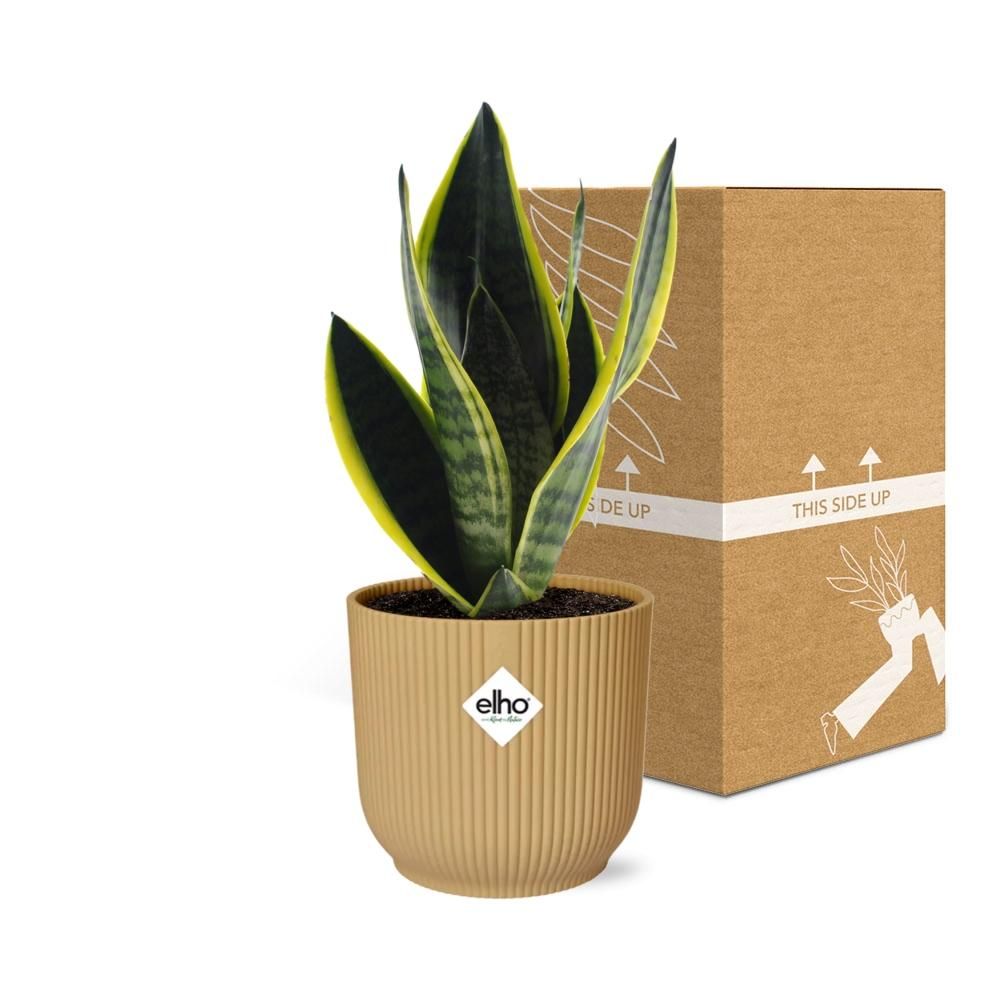 Sansevieria Futura Superba in ELHO Vibes Fold 14cm geel (21792)