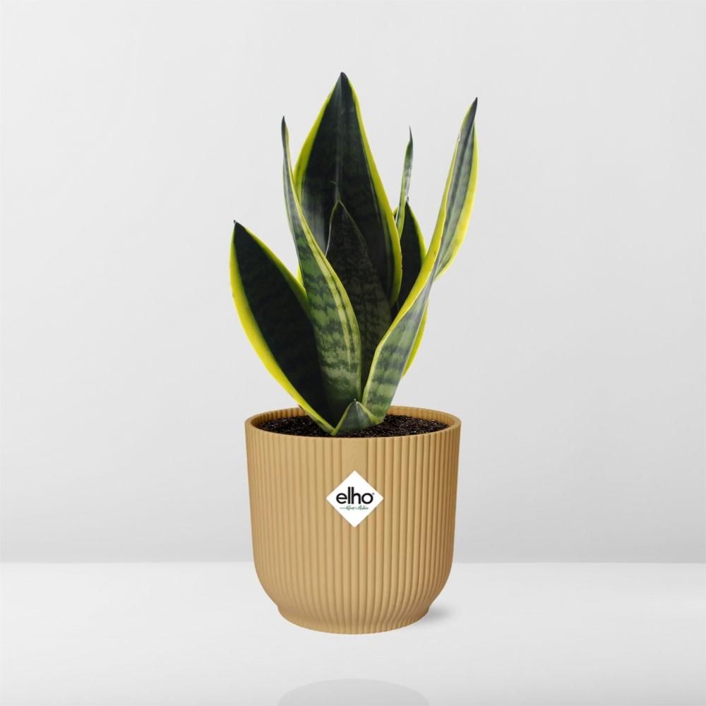 Sansevieria Futura Superba in ELHO Vibes Fold 14cm geel (21792)