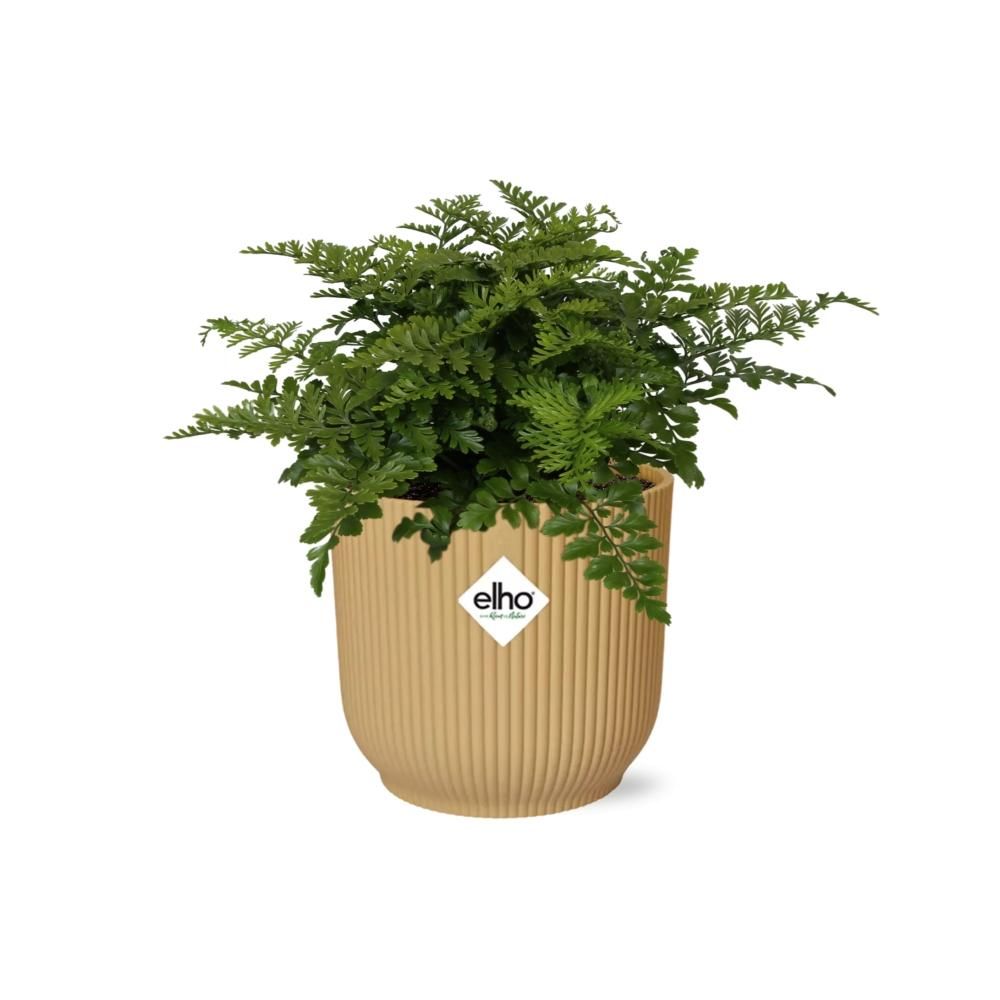 Asplenium Parvati in ELHO Vibes Fold 14cm geel (21791)