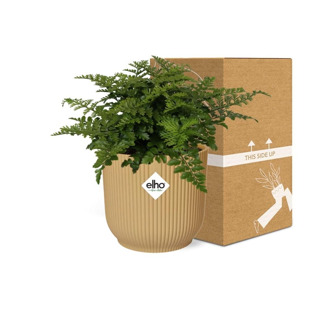 Asplenium Parvati in ELHO Vibes Fold 14cm geel (21791)