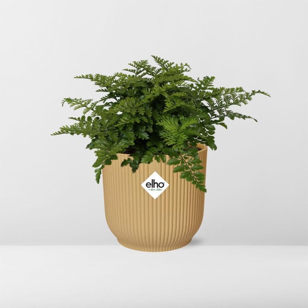 Asplenium Parvati in ELHO Vibes Fold 14cm geel (21791)