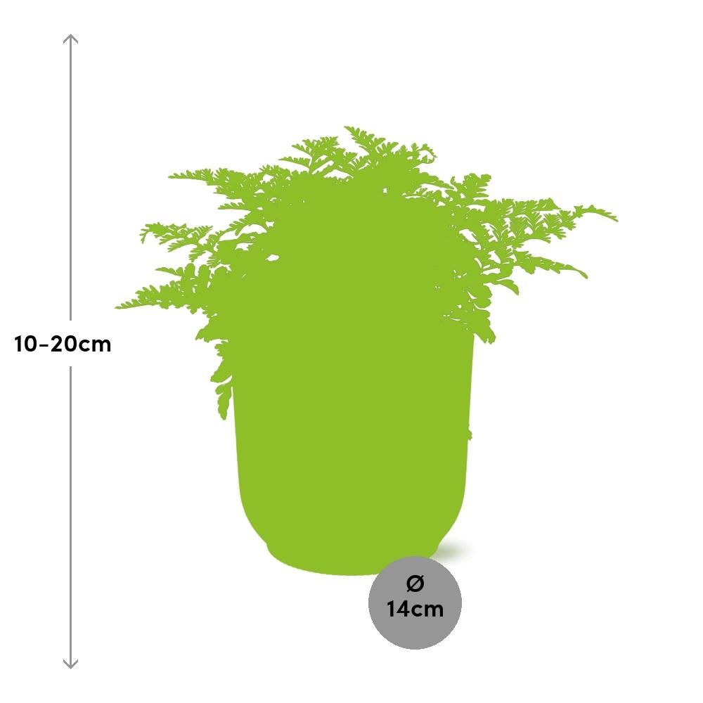 Asplenium Parvati in ELHO Vibes Fold 14cm geel (21791)
