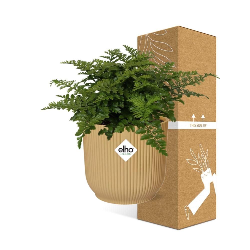 Asplenium Parvati in ELHO Vibes Fold 14cm geel (21791)