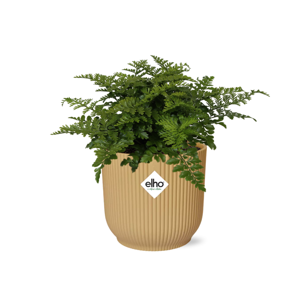 Asplenium Parvati in ELHO Vibes Fold 14cm geel (21791)