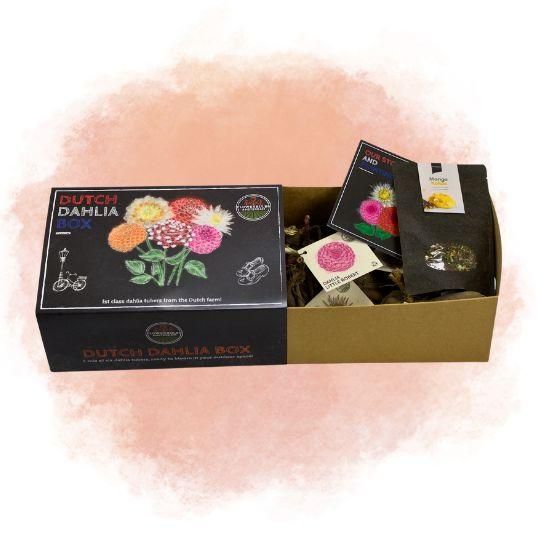 Flowerbulbs amsterdam Dutch Dahlia Box L, set van 6 dahlia's + Mango Kokos Thee, geschenk (8720938490842)