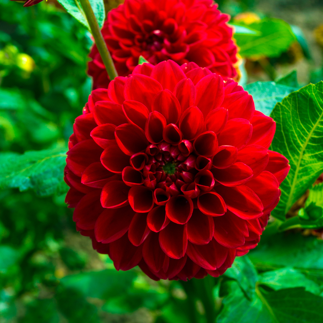 Flowerbulbs amsterdam Dutch Dahlia Box L, set van 6 dahlia's + Mango Kokos Thee, geschenk (8720938490842)