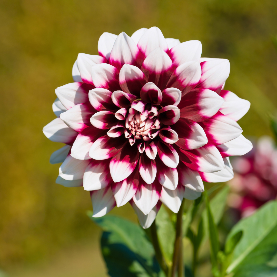 Flowerbulbs amsterdam Dutch Dahlia Box L, set van 6 dahlia's + Mango Kokos Thee, geschenk (8720938490842)