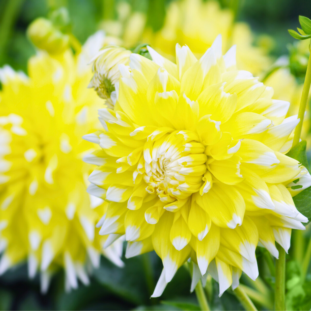 Flowerbulbs amsterdam Dutch Dahlia Box L, set van 6 dahlia's + Mango Kokos Thee, geschenk (8720938490842)