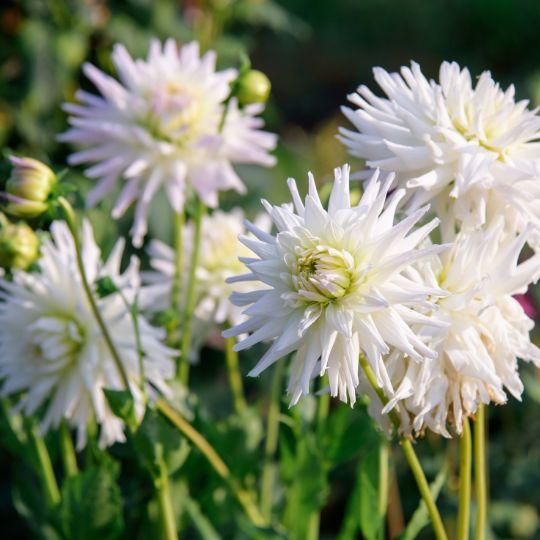 Flowerbulbs amsterdam Mix Romantic Beauties, 12 Dahlia Playa Blanca & 12 Dahlia Heatwave knollen voor 4 m² (8720938490781)