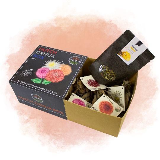 Flowerbulbs amsterdam Dutch Dahlia Box M, set van 4 dahlia's + Mango Kokos Thee, geschenk (8720938490835)