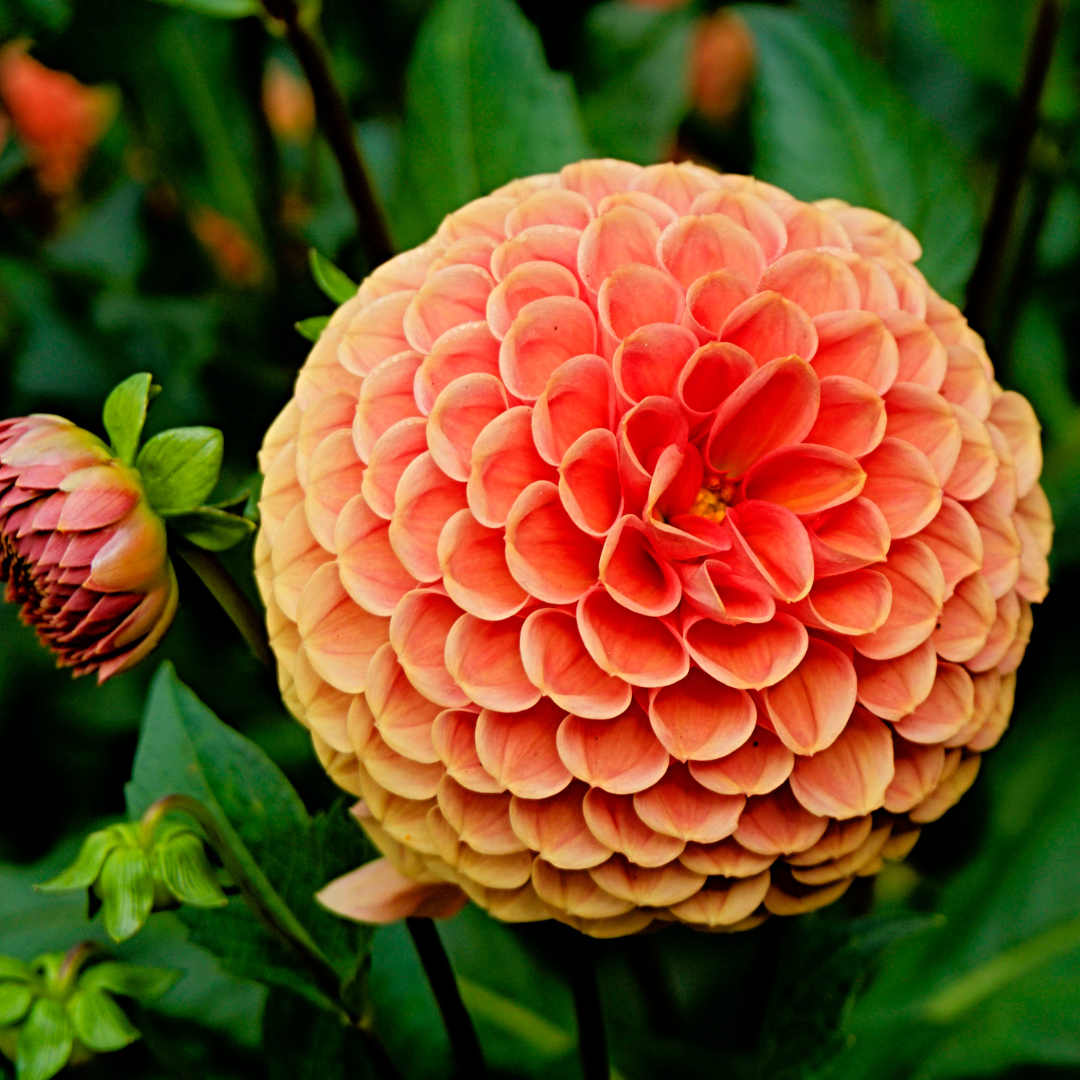 Flowerbulbs amsterdam Dutch Dahlia Box M, set van 4 dahlia's + Mango Kokos Thee, geschenk (8720938490835)