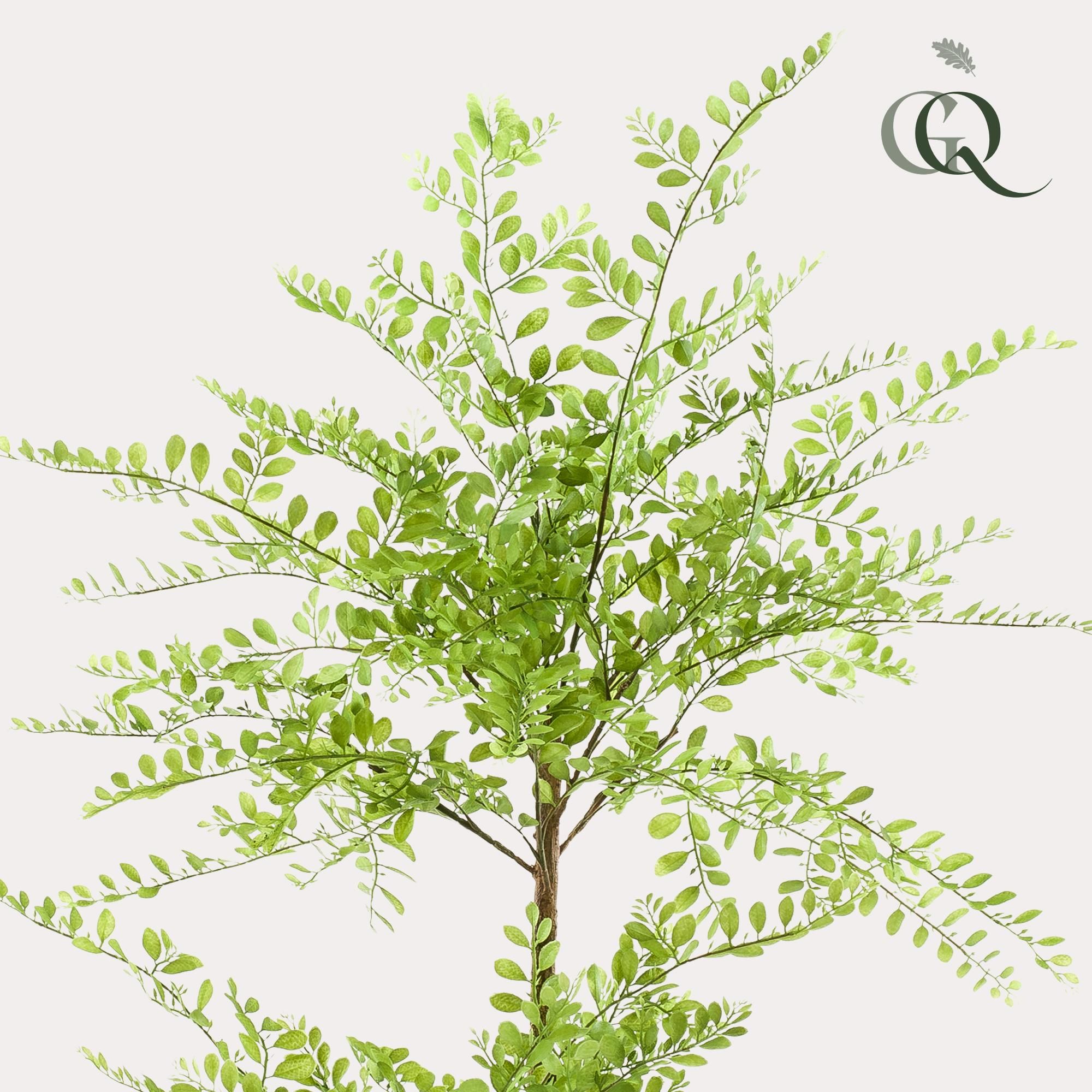 kunstplant - Sophora tree - Honingboom (8720872542256)