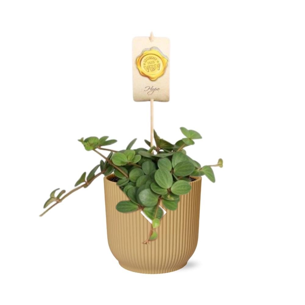 Peperomia ‘Hope’ in ELHO Vibes Fold 14cm geel (21784)