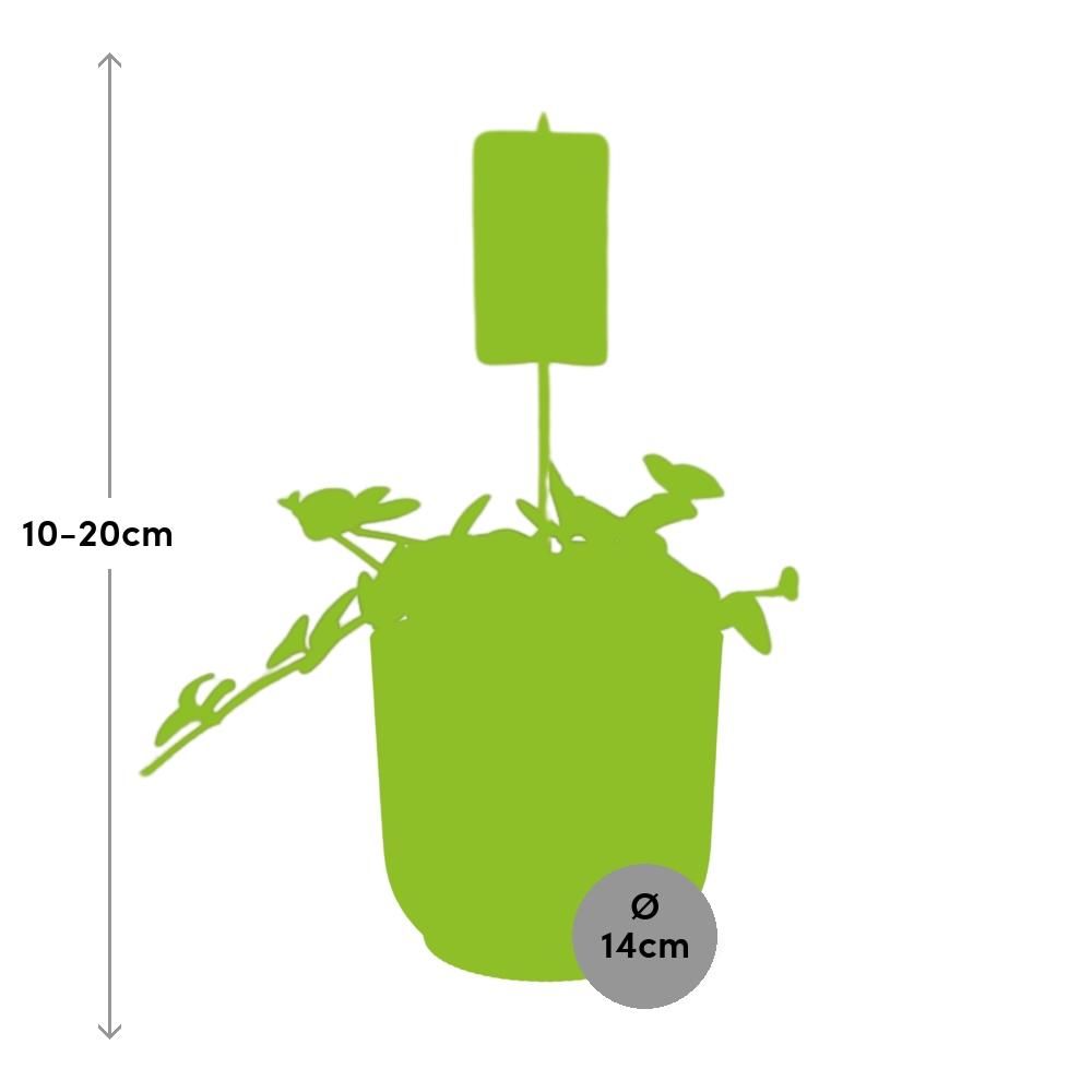Peperomia ‘Hope’ in ELHO Vibes Fold 14cm geel (21784)