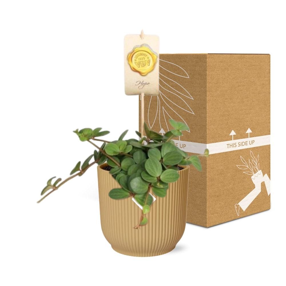 Peperomia ‘Hope’ in ELHO Vibes Fold 14cm geel (21784)