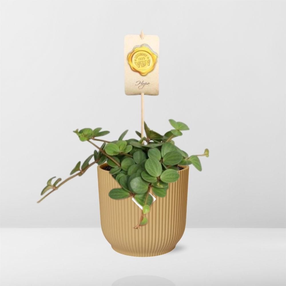 Peperomia ‘Hope’ in ELHO Vibes Fold 14cm geel (21784)