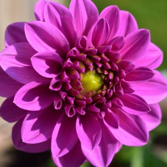Flowerbulbs amsterdam Mix Gerard's Darlings, 12 Dahlia Natal & 12 Dahlia Blue Bell knollen voor 4 m² (8720938490828)