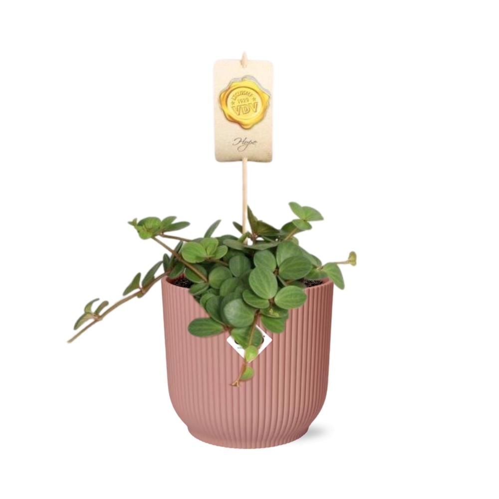 Peperomia ‘Hope’ in ELHO Vibes Fold 14cm roze (21794)
