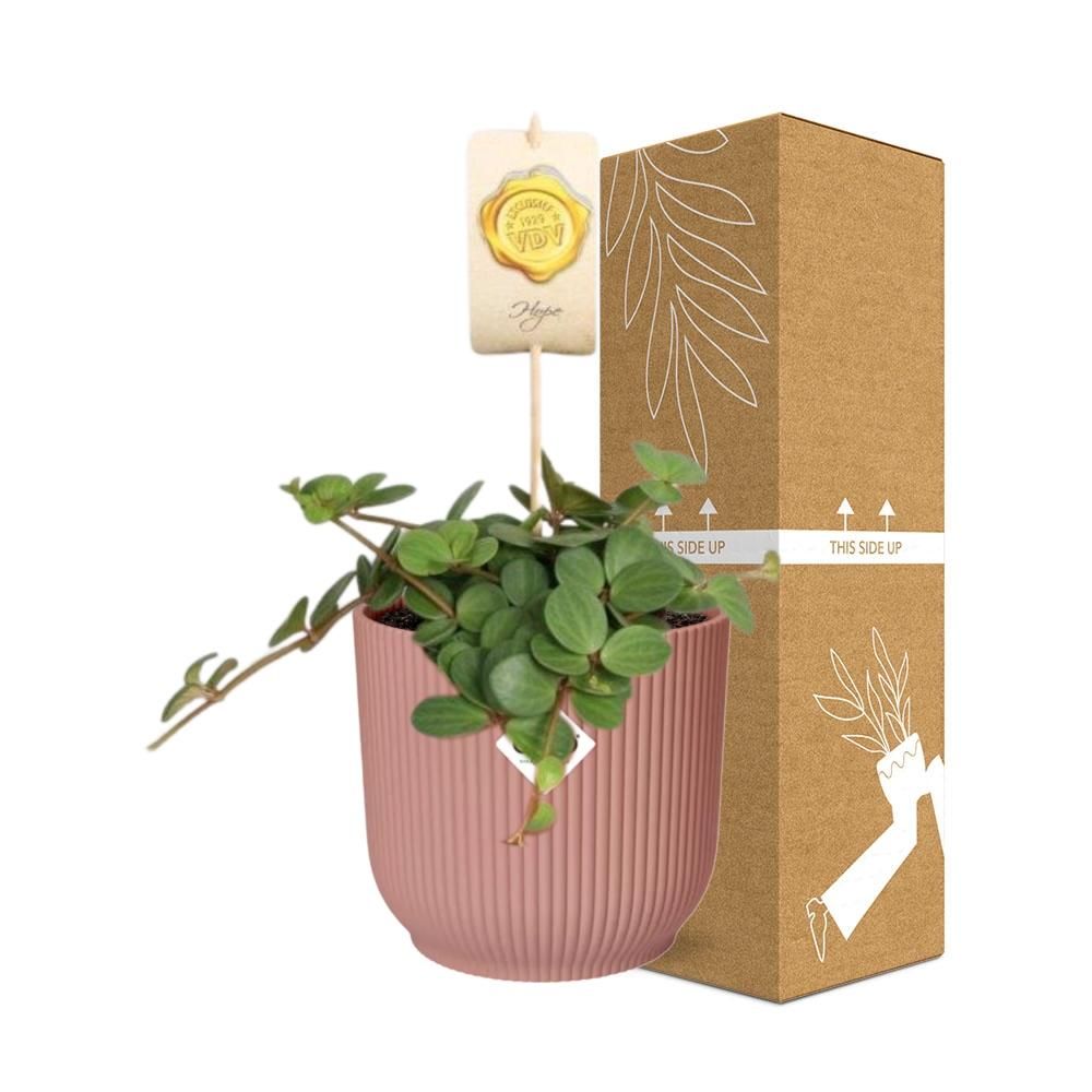 Peperomia ‘Hope’ in ELHO Vibes Fold 14cm roze (21794)