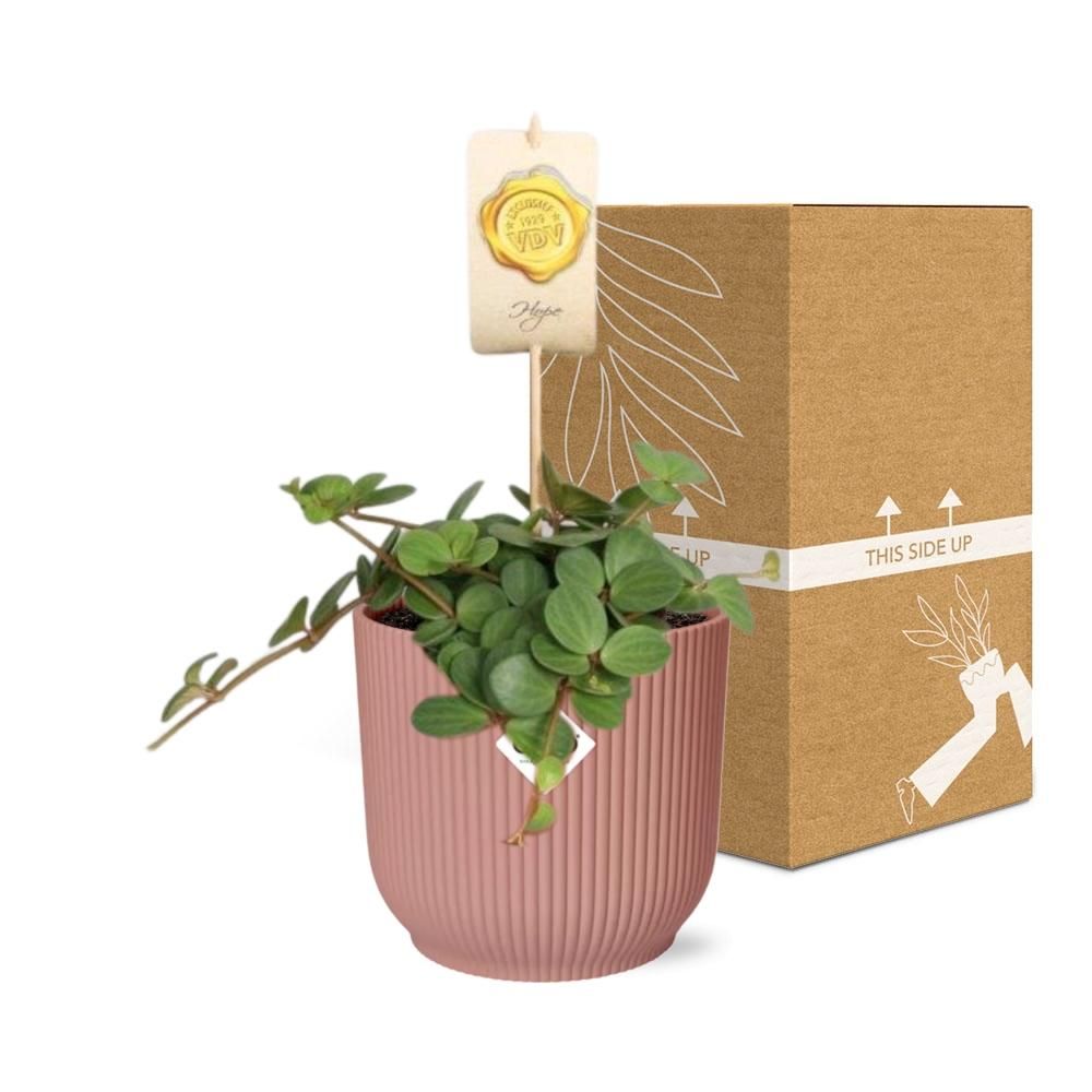 Peperomia ‘Hope’ in ELHO Vibes Fold 14cm roze (21794)