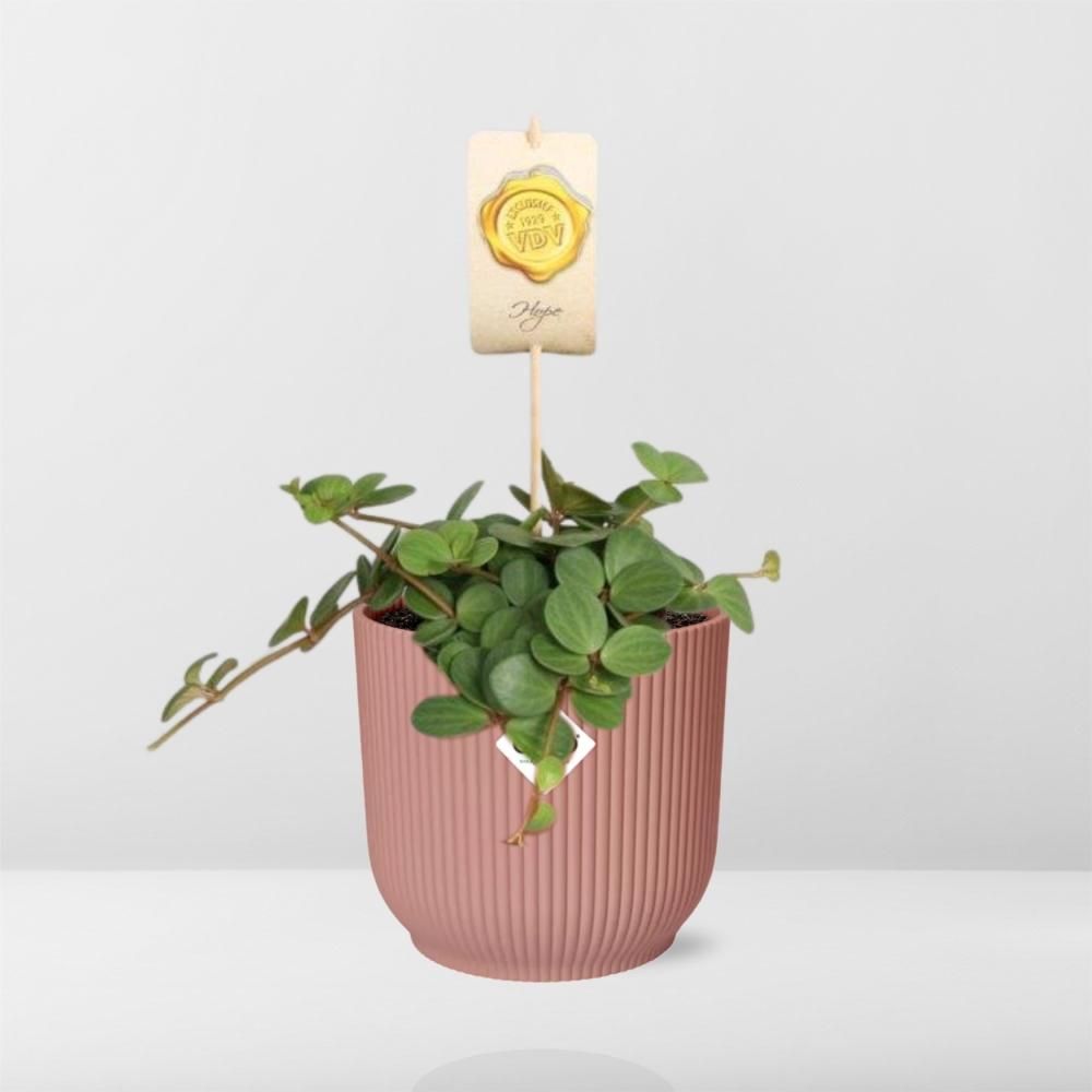 Peperomia ‘Hope’ in ELHO Vibes Fold 14cm roze (21794)