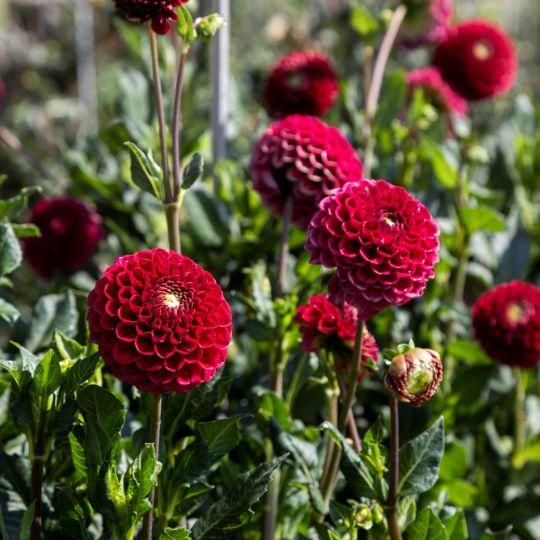 Flowerbulbs amsterdam Mix Gerard's Darlings, 6 Dahlia Natal & 6 Dahlia Blue Bell knollen voor 2 m² (8720938490811)