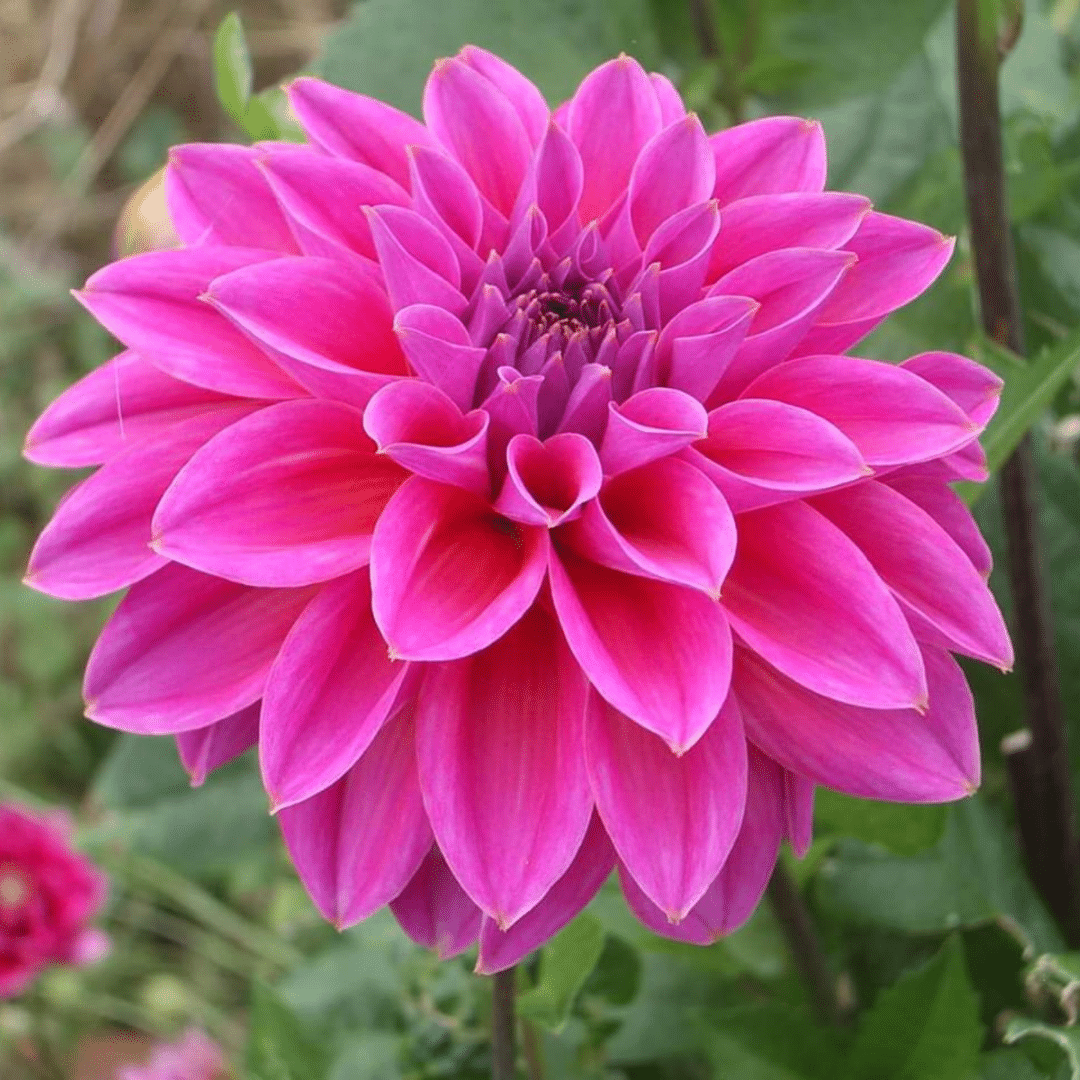 Flowerbulbs amsterdam Mix Gerard's Darlings, 6 Dahlia Natal & 6 Dahlia Blue Bell knollen voor 2 m² (8720938490811)