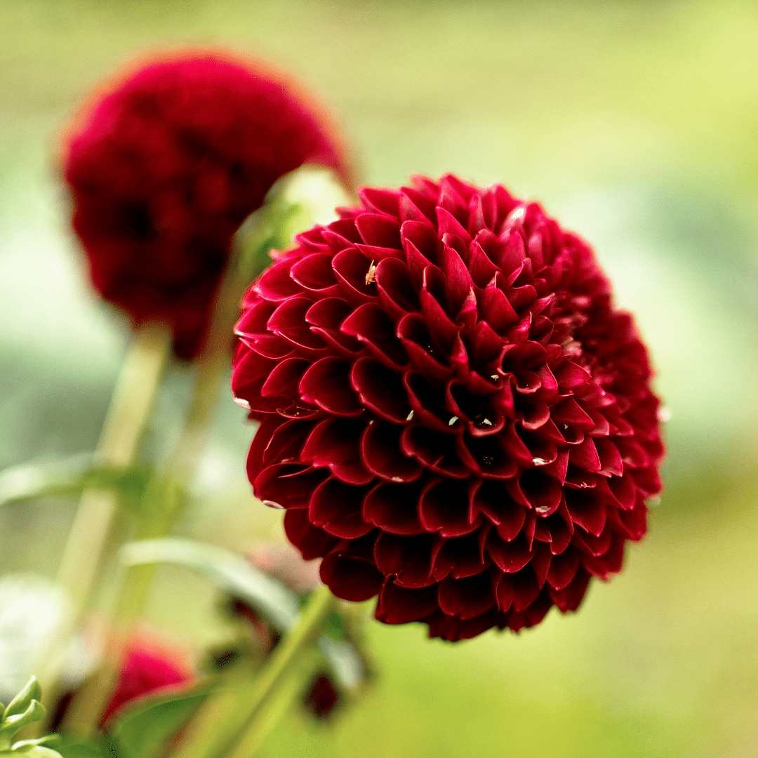 Flowerbulbs amsterdam Mix Gerard's Darlings, 6 Dahlia Natal & 6 Dahlia Blue Bell knollen voor 2 m² (8720938490811)